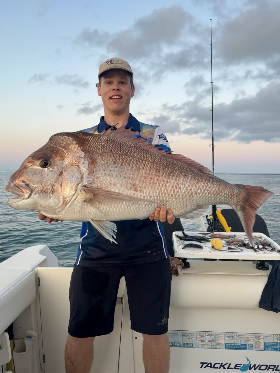 Big pink snapper at sunrise